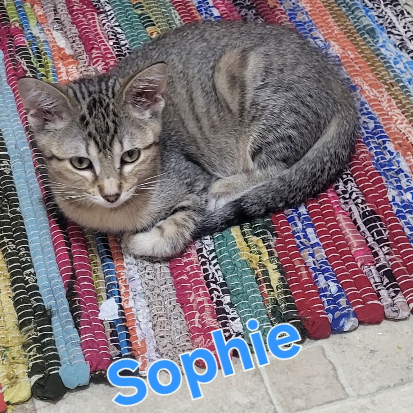 Sophie, a Adoptable Domestic Short Hair in Unionville, MO image 5/6