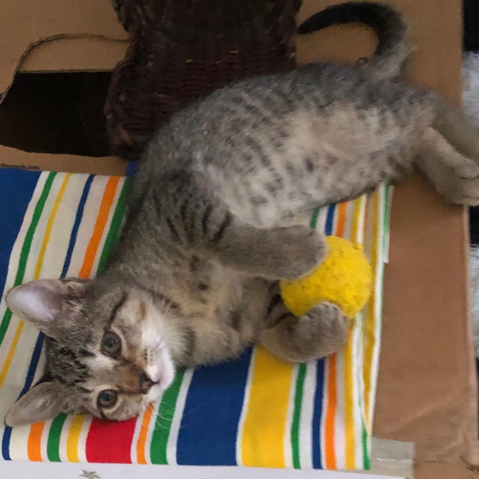 Sophie, a Adoptable Domestic Short Hair in Unionville, MO image 6/6