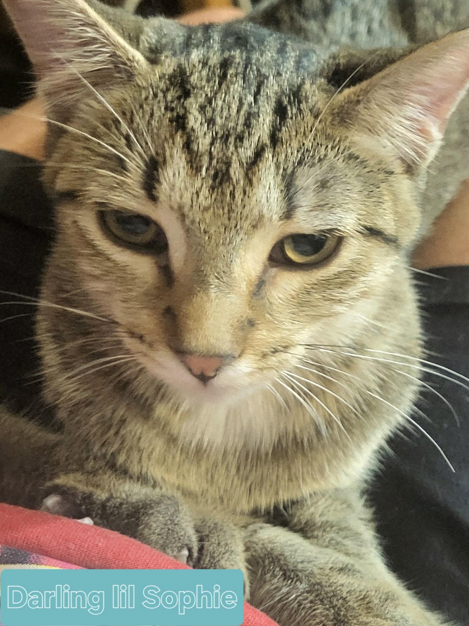 Sophie, a Adoptable Domestic Short Hair in Unionville, MO image 1/6