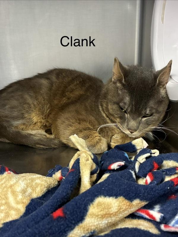 Enlarge Clank, a Adoptable mixed breed in Knoxville, TN image 1/1