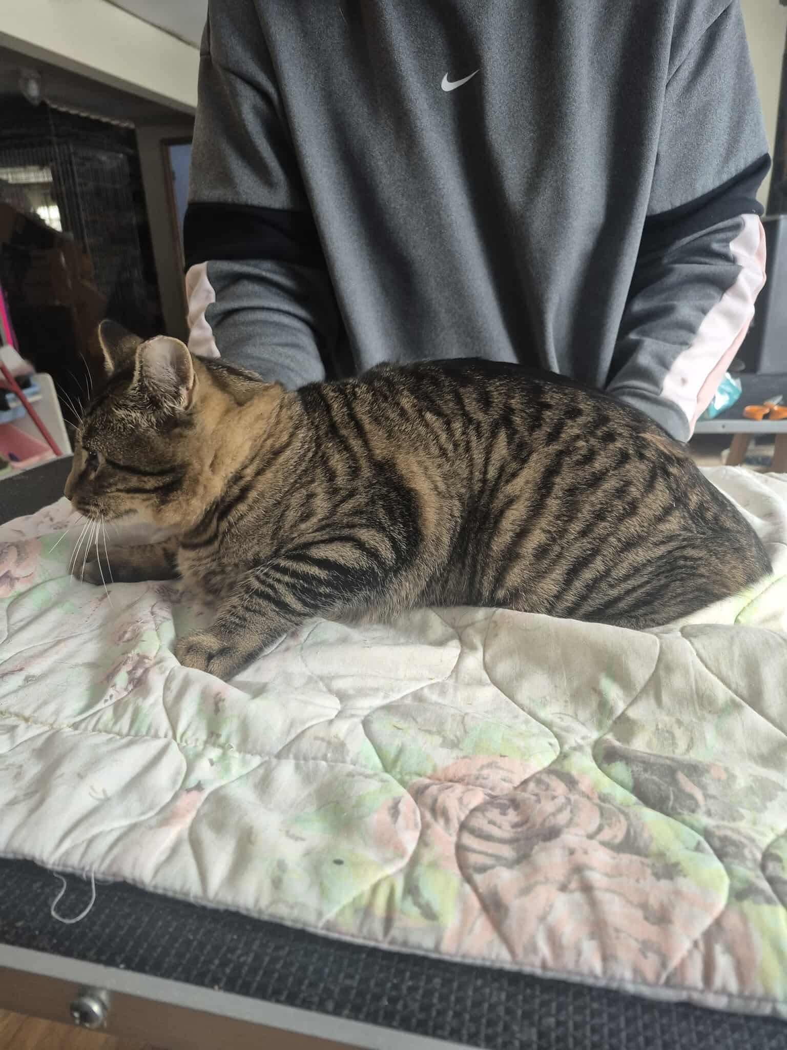 Verge, adopted, Kitten Male Domestic Short Hair.