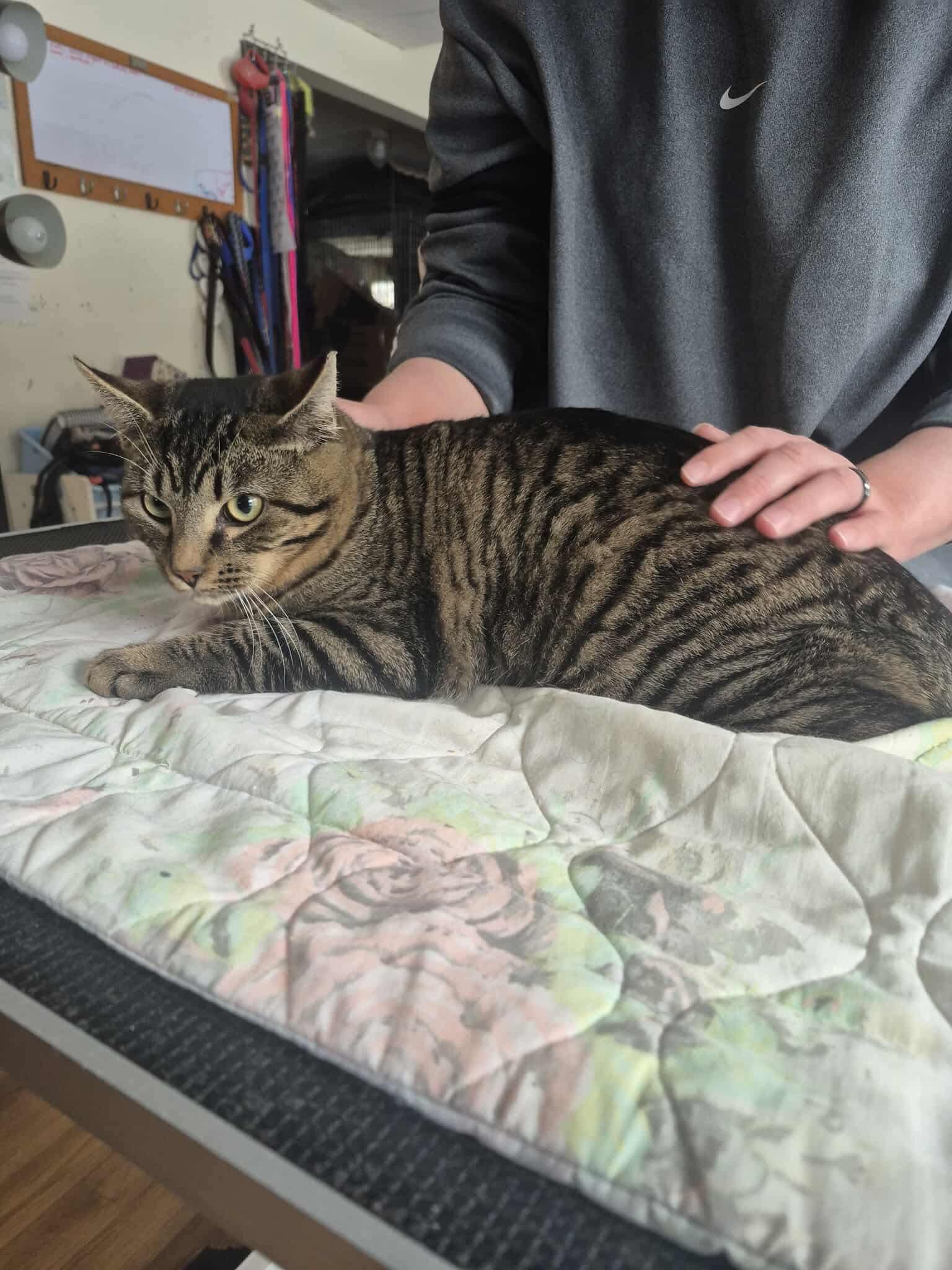 Enlarge Verge, an adopted Domestic Short Hair in Olean , NY image 2/4