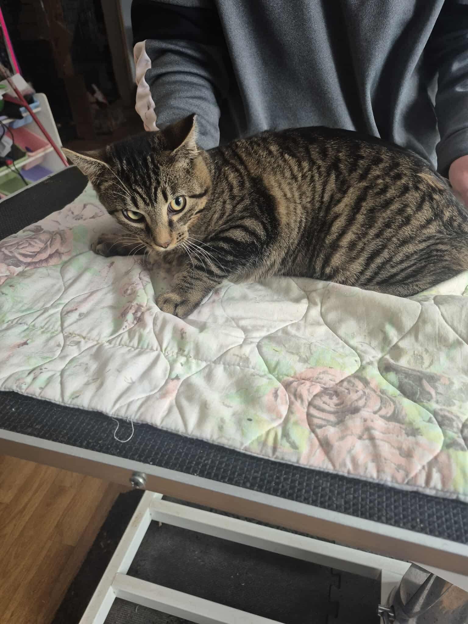 Enlarge Verge, an adopted Domestic Short Hair in Olean , NY image 4/4