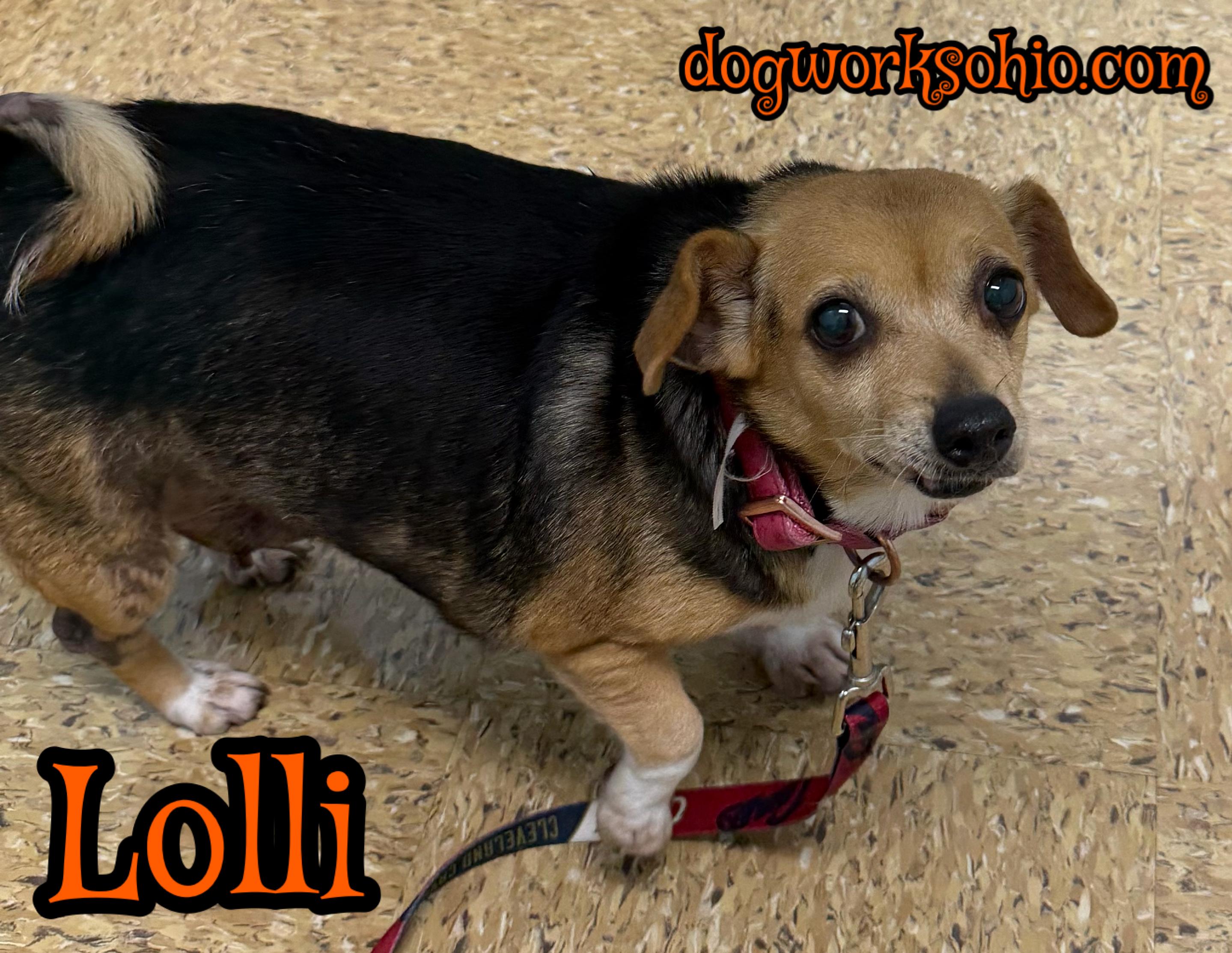 Lolli, Adoptable, Senior Female Chihuahua & Beagle.