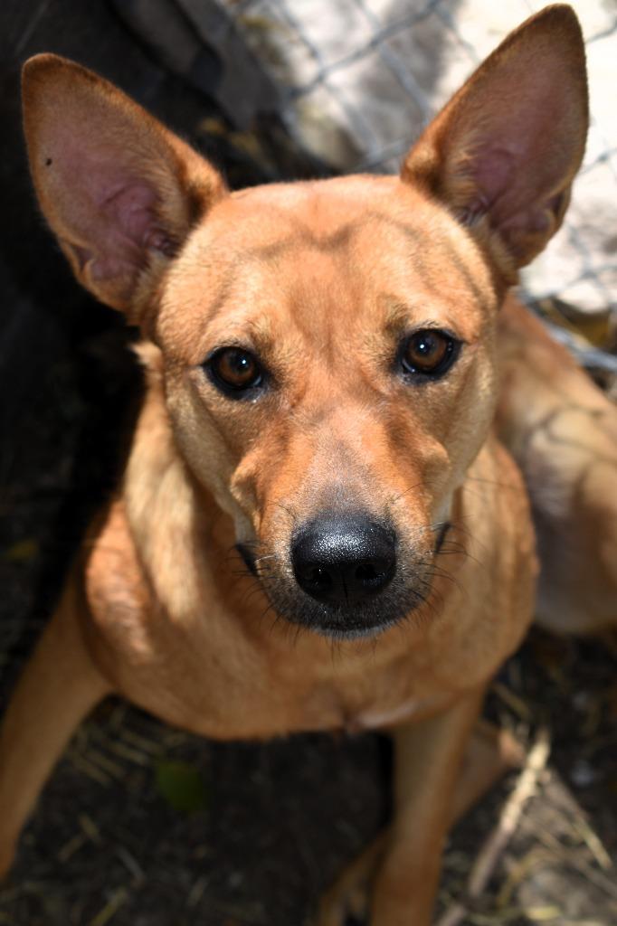 Enlarge Sassy, a Adoptable mixed breed in Brownwood, TX image 1/2