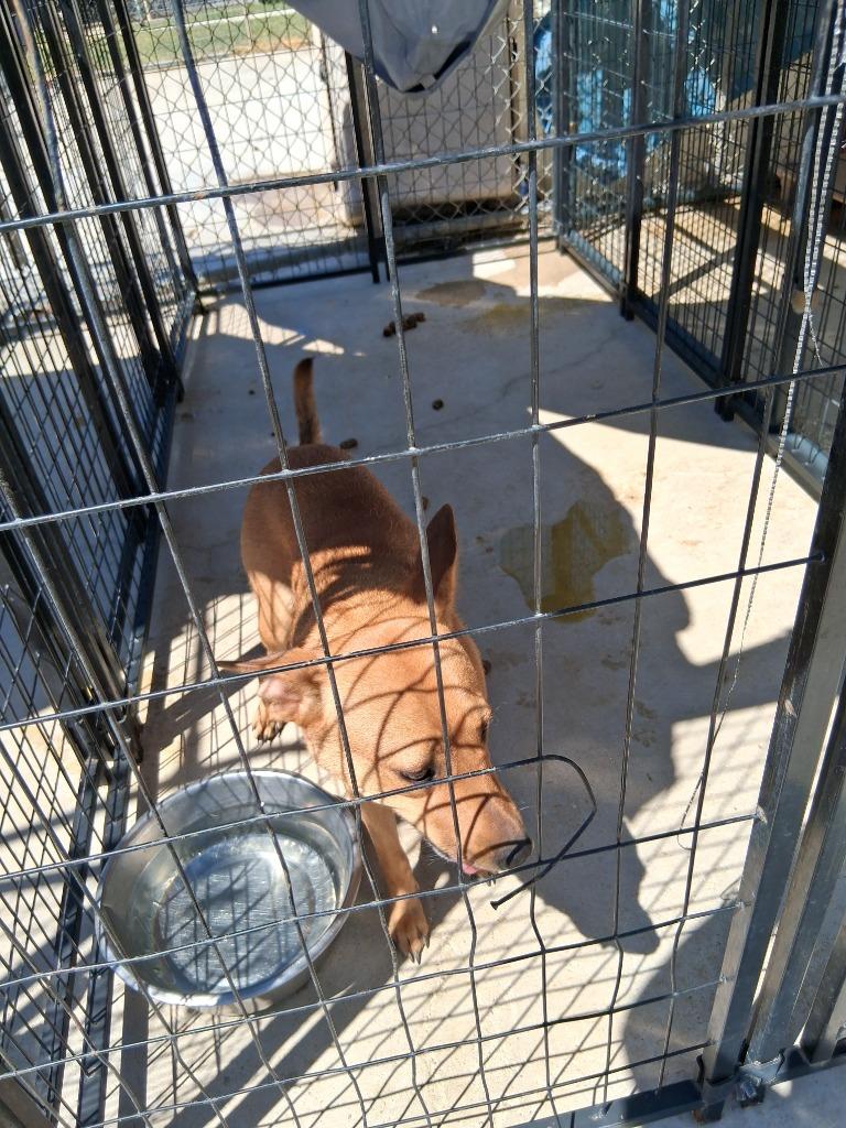 Enlarge Sassy, a Adoptable mixed breed in Brownwood, TX image 2/2