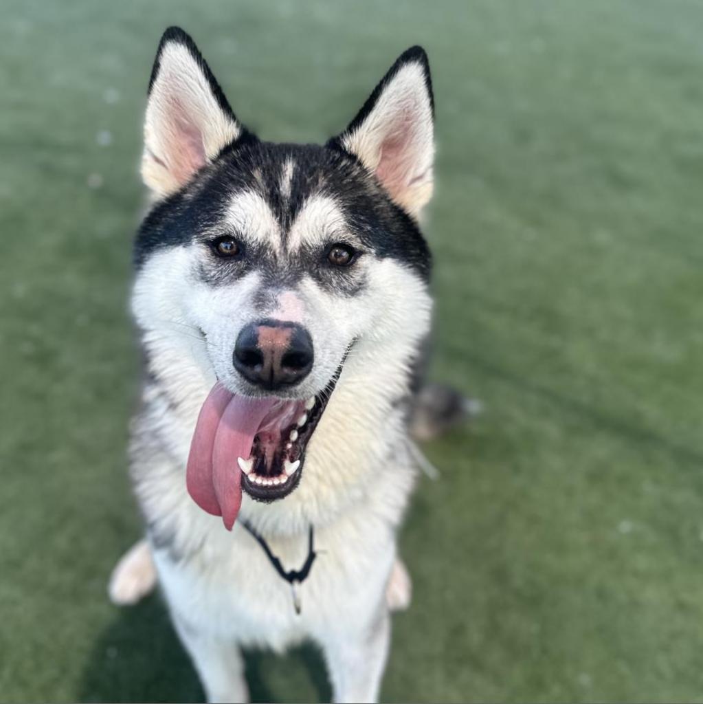 Enlarge Fargo, a Adoptable Siberian Husky in Pleasant Hill, CA image 1/1