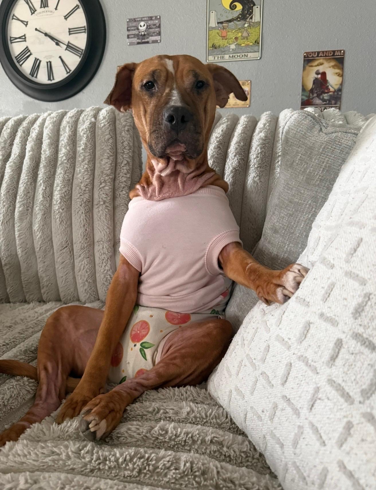 Enlarge Ellie, a Adoptable mixed breed in Pittsburgh, PA image 3/6