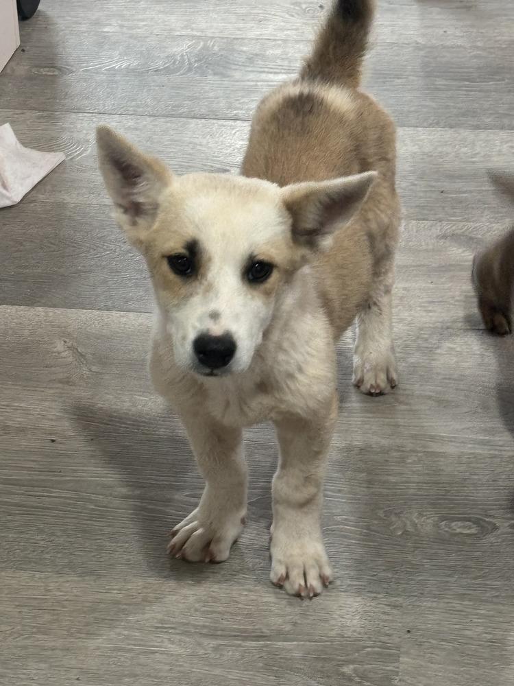 Dale, Adoptable, Puppy Male Corgi & Cattle Dog.