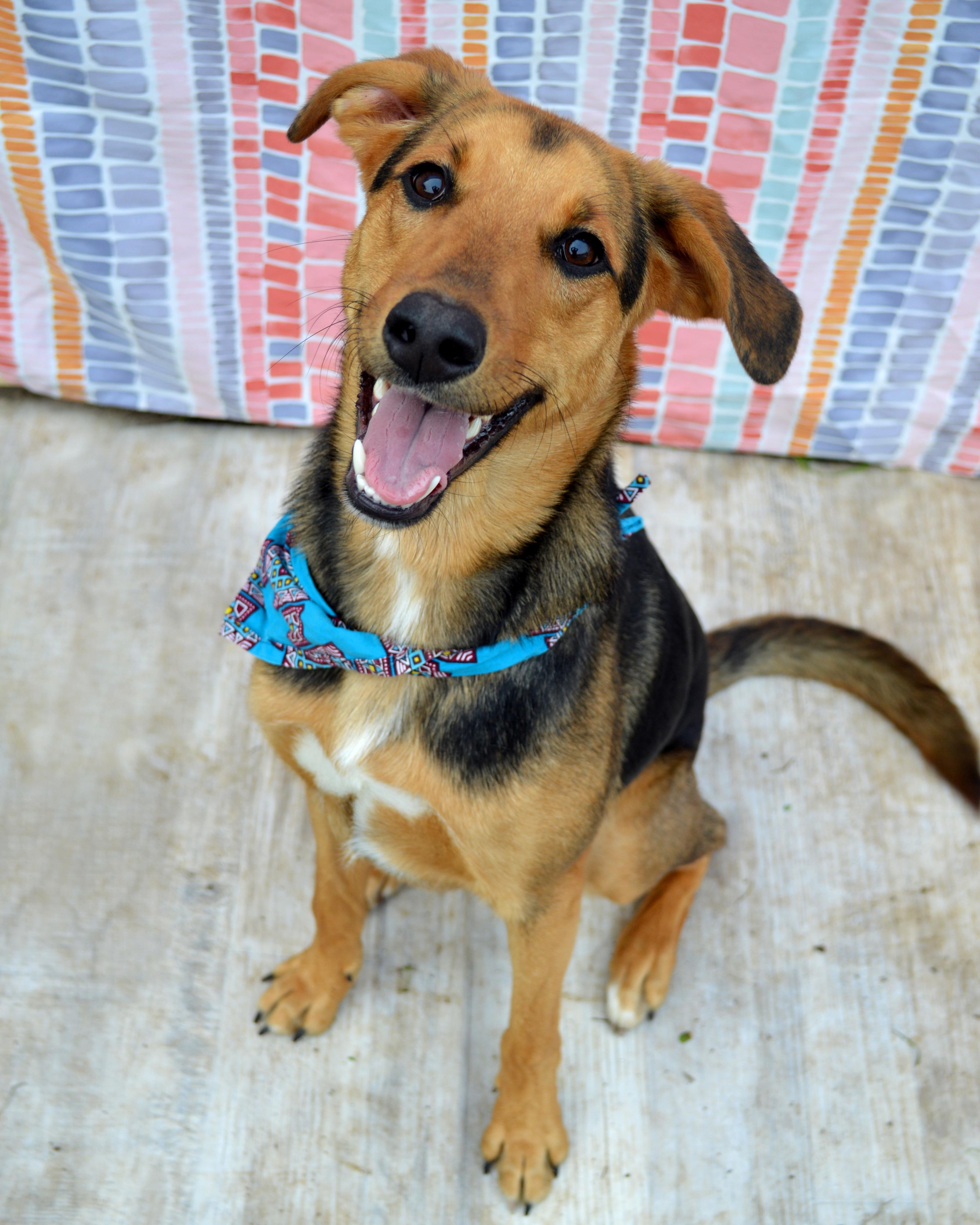 Enlarge Dunkin, a Adoptable mixed breed in Albany, NY image 2/6