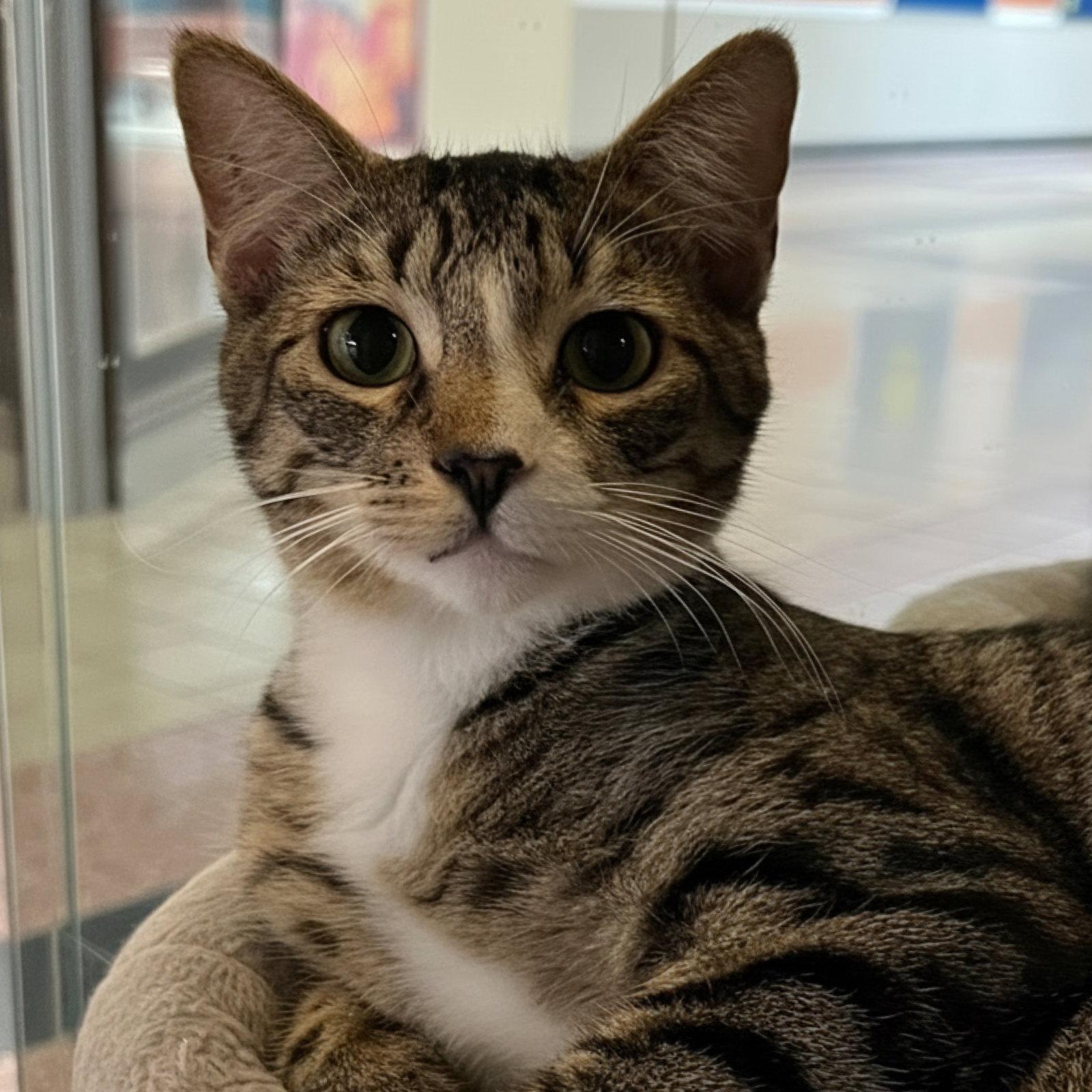 Alfie, Adoptable, Young Male Domestic Short Hair.