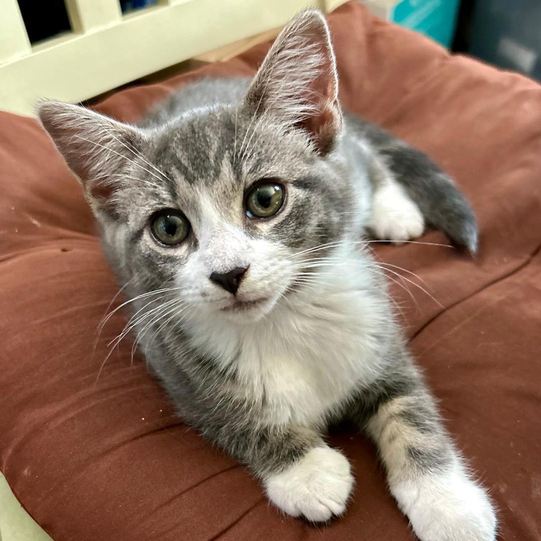 Piper, Baby Female unknown