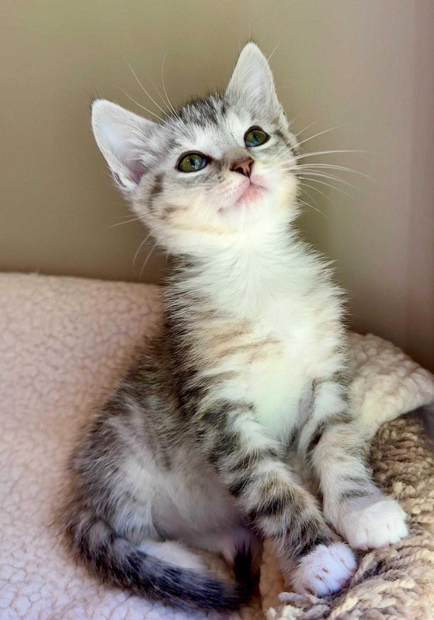 Finn, Adopted, Kitten Male Domestic Short Hair.