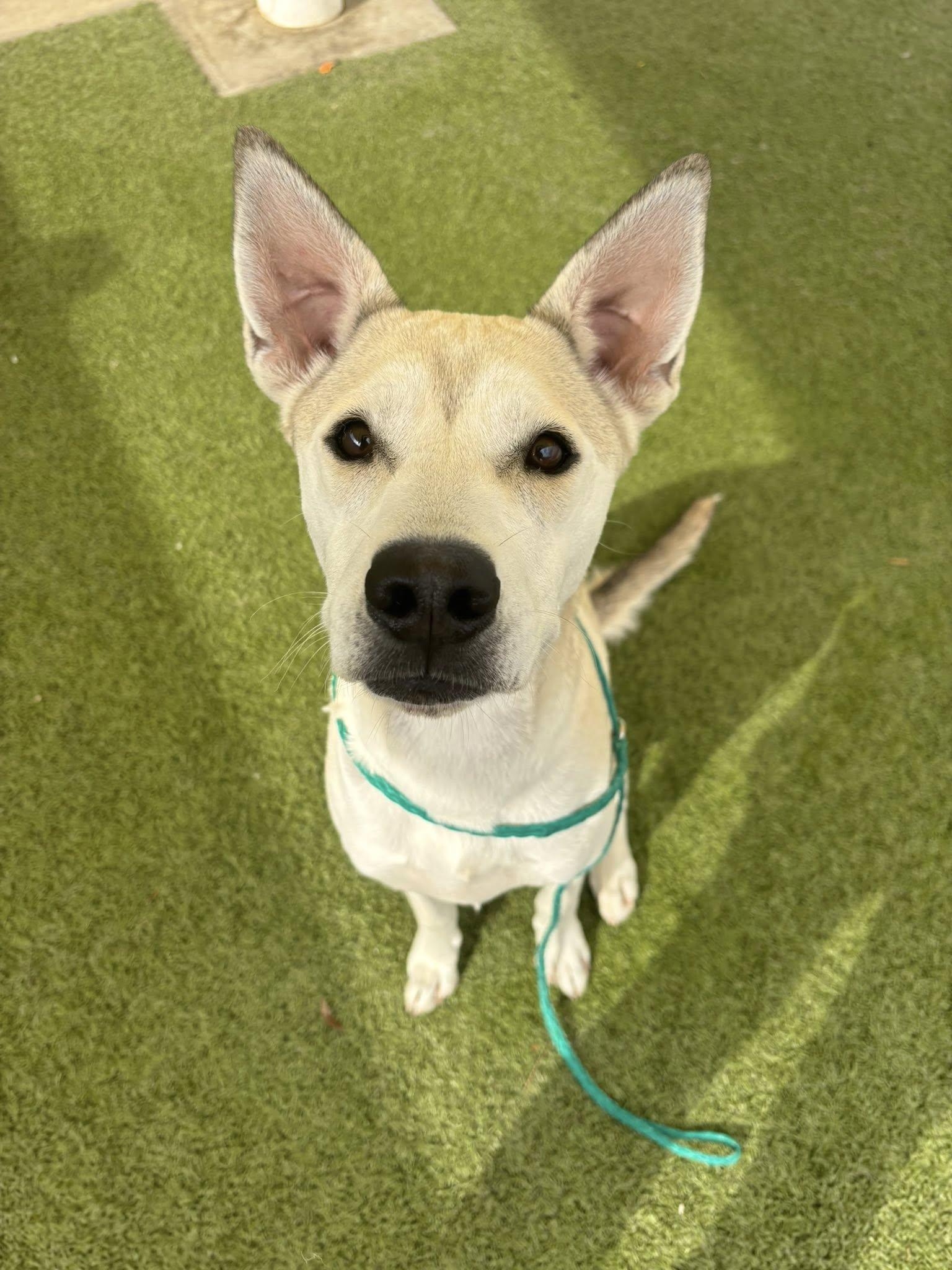 Enlarge Tripp, an adopted mixed breed in New Smyrna Beach, FL image 1/4