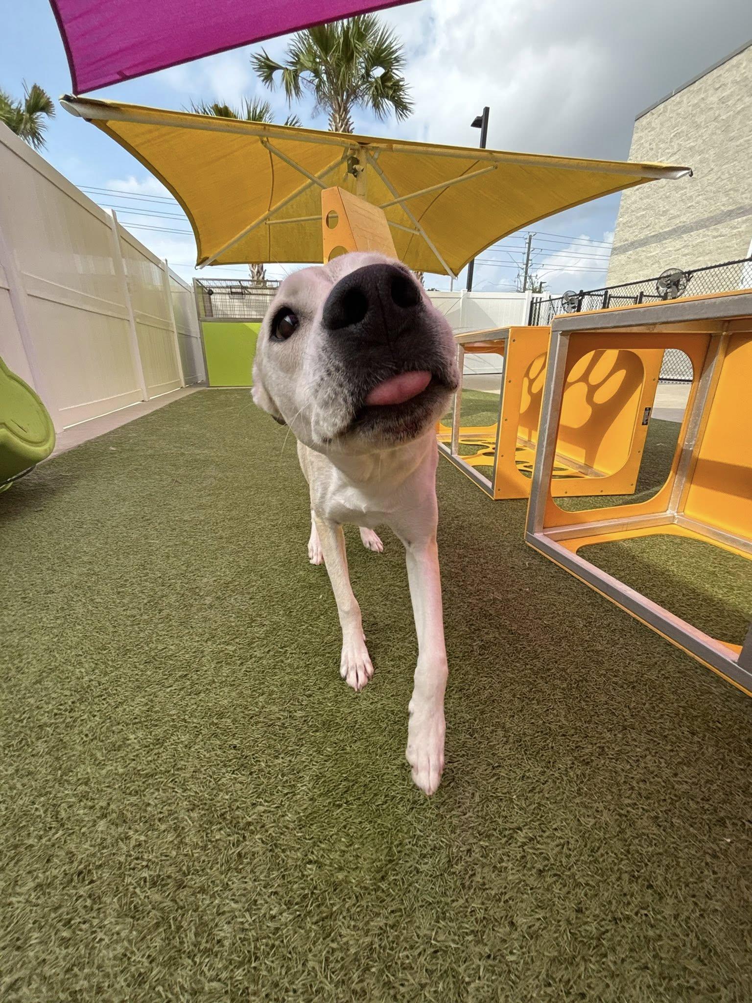 Enlarge Tripp, an adopted mixed breed in New Smyrna Beach, FL image 2/4