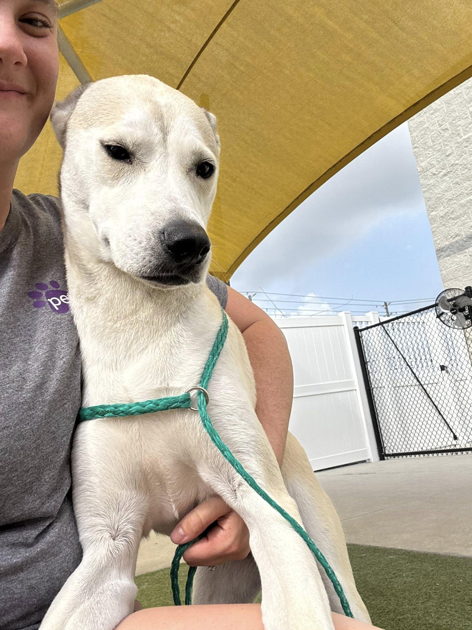 Enlarge Tripp, an adopted mixed breed in New Smyrna Beach, FL image 4/4