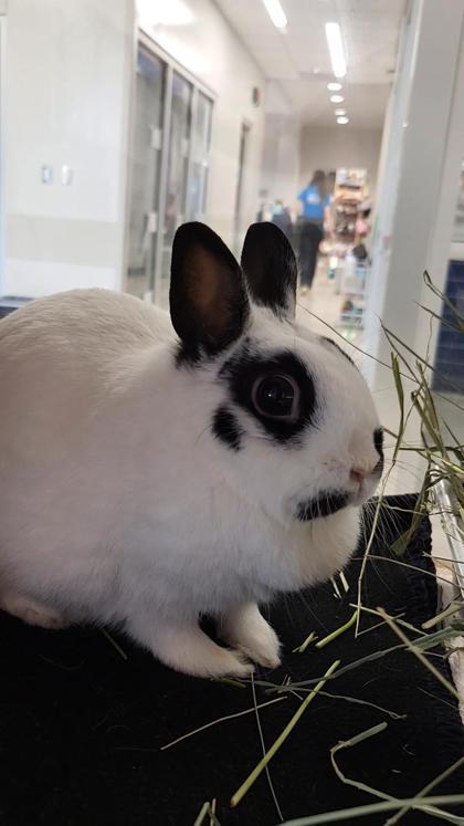 Enlarge Cake, a Adoptable mixed breed in Grapevine, TX image 1/3