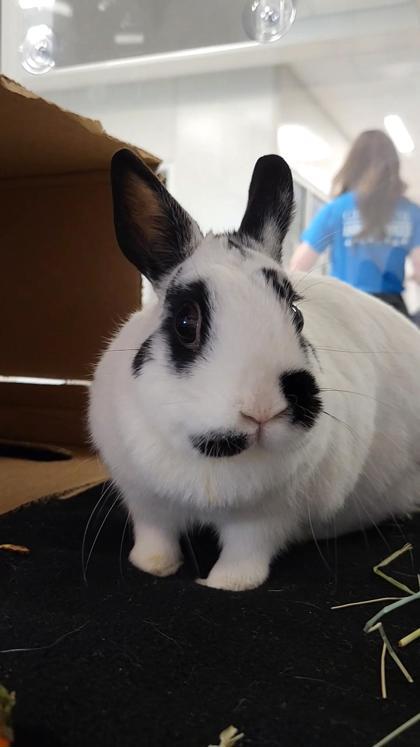 Enlarge Cake, a Adoptable mixed breed in Grapevine, TX image 2/3