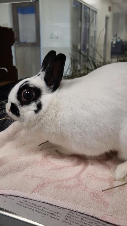 Enlarge Cake, a Adoptable mixed breed in Grapevine, TX image 3/3