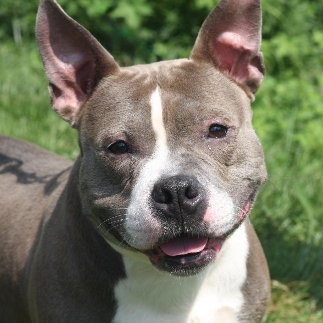 Enlarge Sky, a Adoptable Mixed Breed in Allentown, PA image 2/3