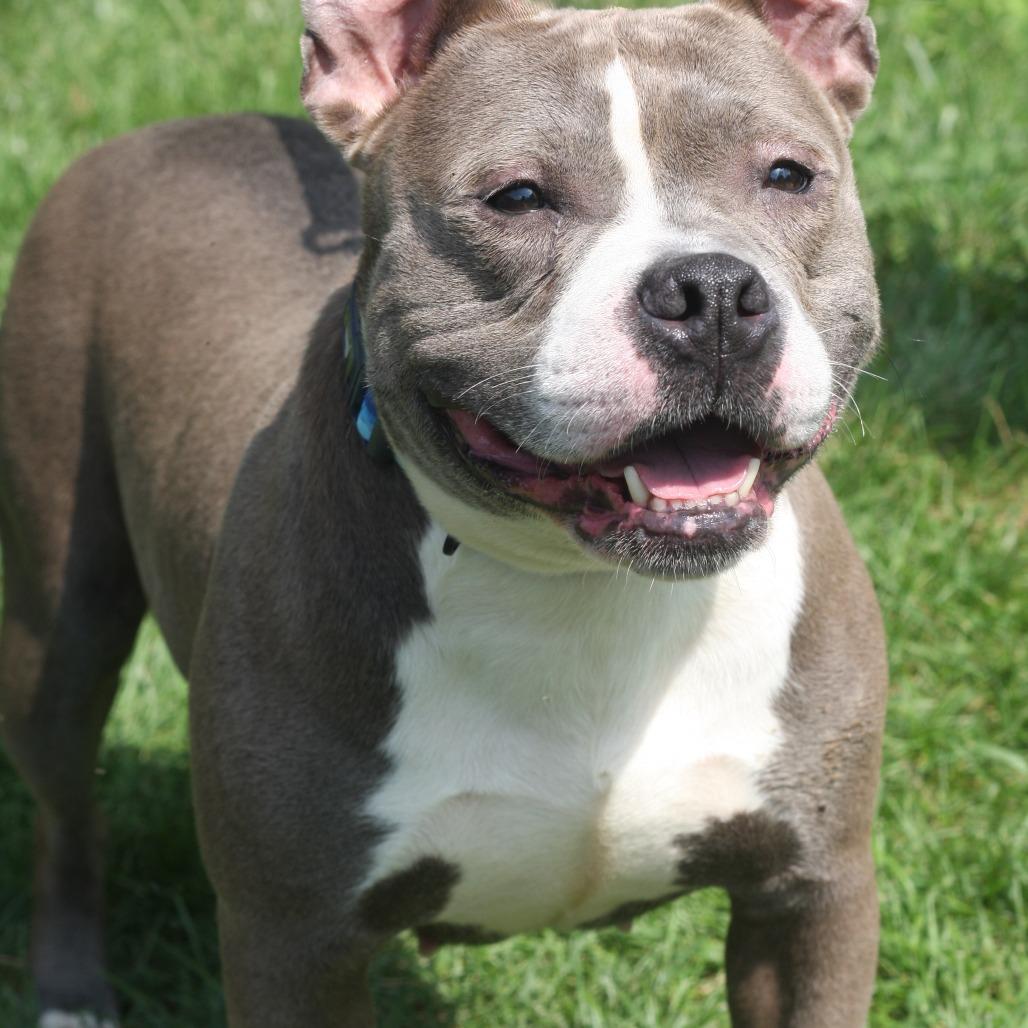 Enlarge Sky, a Adoptable Mixed Breed in Allentown, PA image 3/3