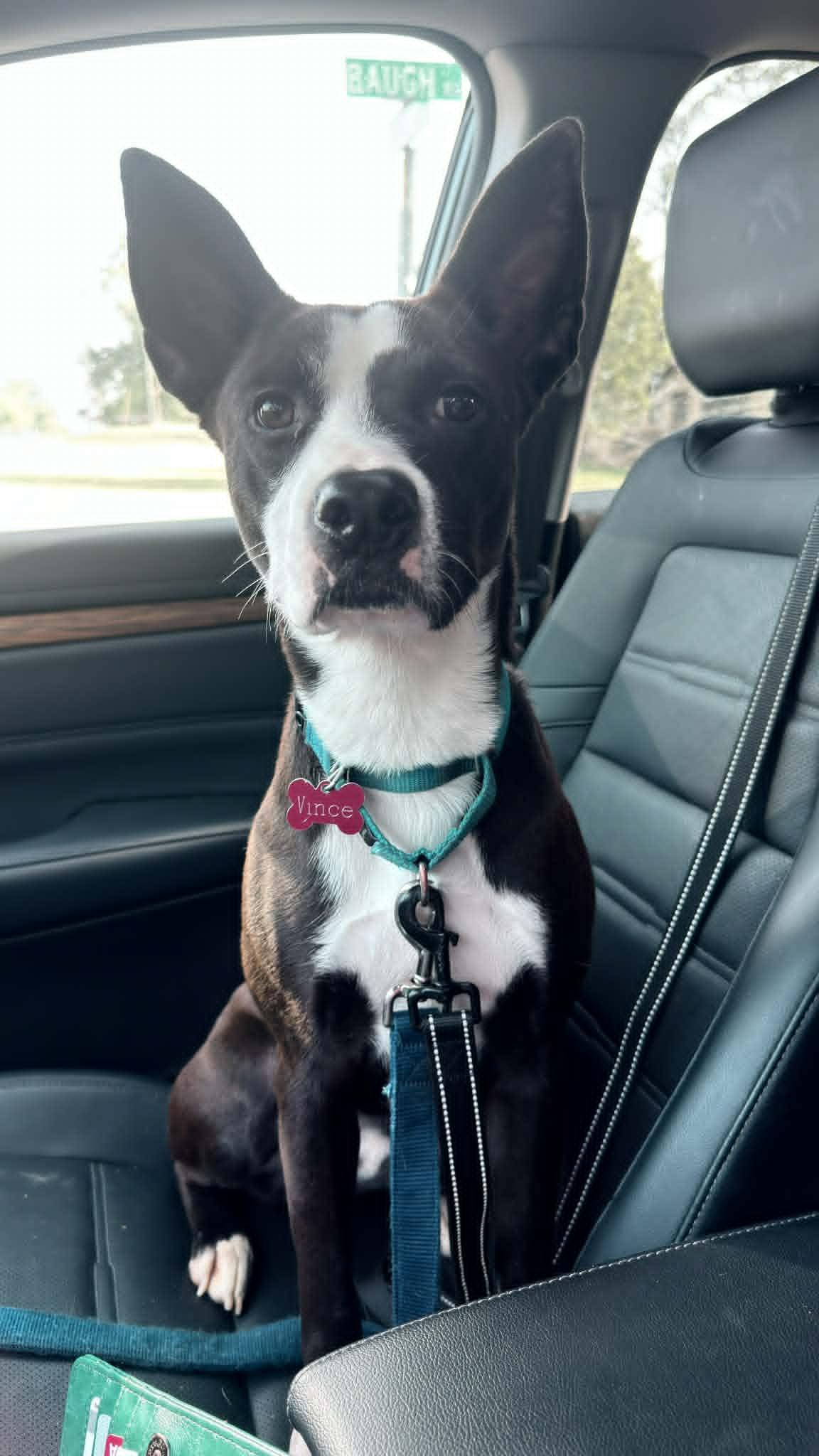 Enlarge Vince, a Adoptable mixed breed in Richfield, OH image 6/6