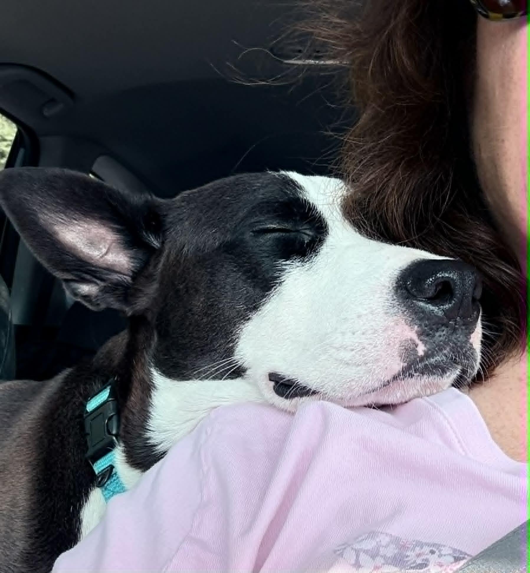 Enlarge Vince, a Adoptable mixed breed in Richfield, OH image 5/6