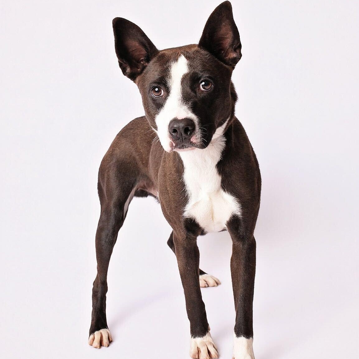 Enlarge Vince, a Adoptable mixed breed in Richfield, OH image 1/6