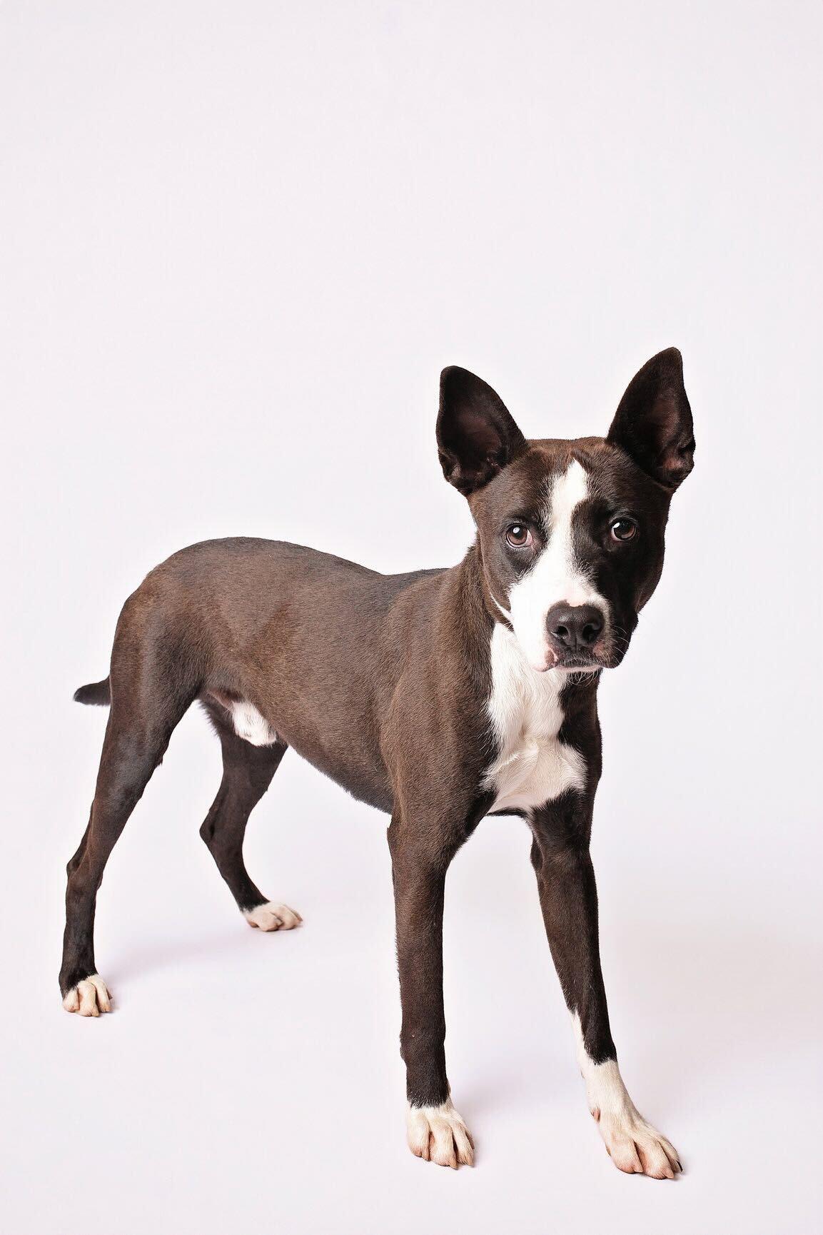Enlarge Vince, a Adoptable mixed breed in Richfield, OH image 2/6