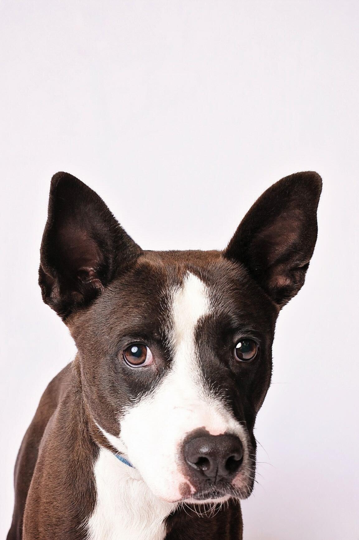 Enlarge Vince, a Adoptable mixed breed in Richfield, OH image 3/6