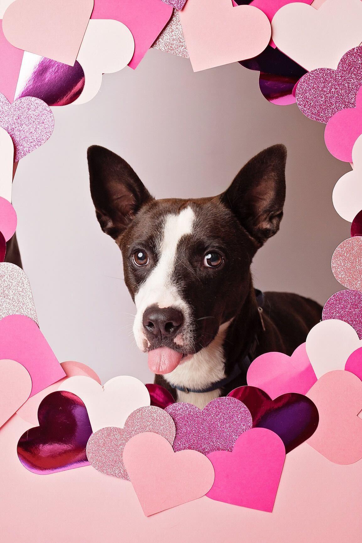 Enlarge Vince, a Adoptable mixed breed in Richfield, OH image 4/6