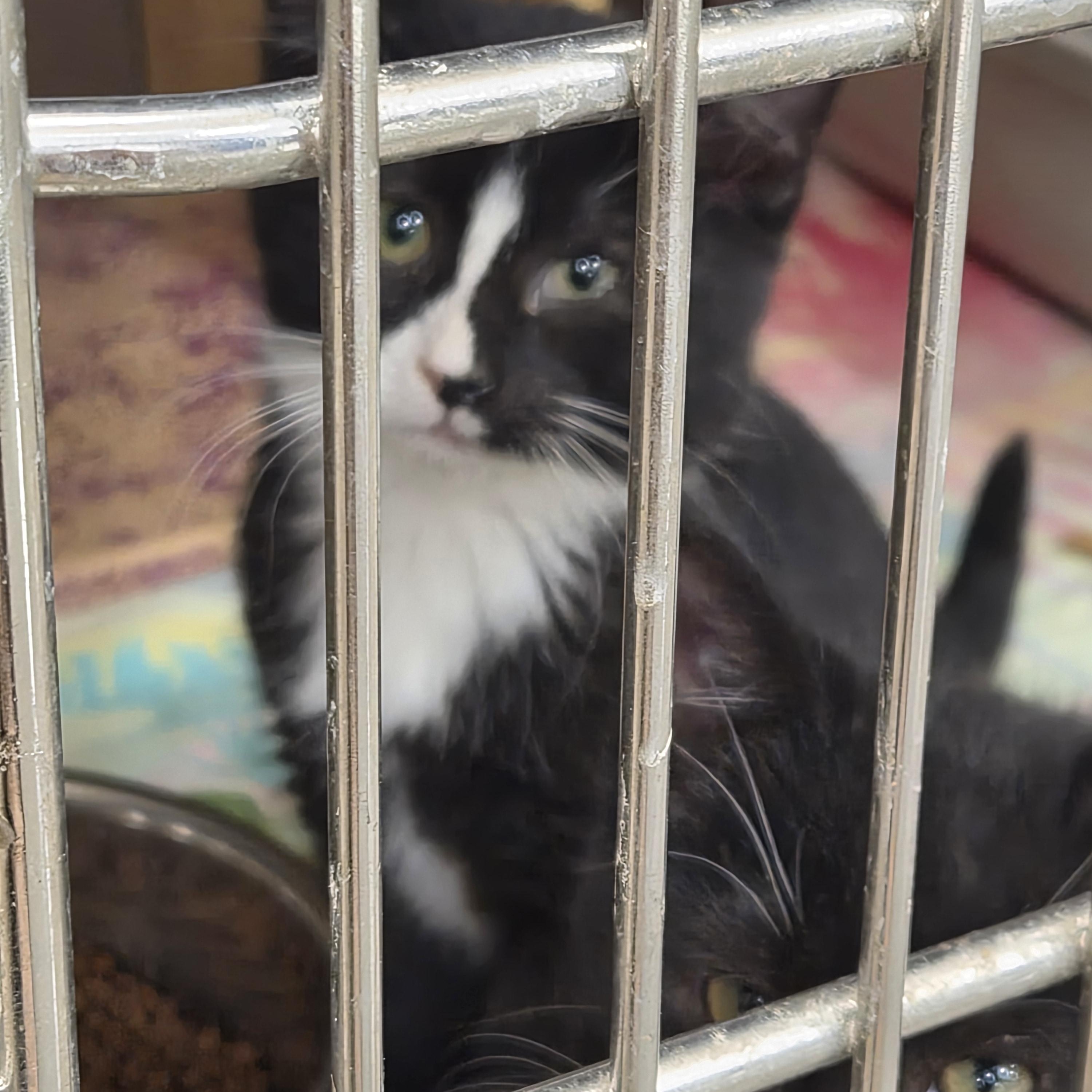 Enlarge Evie, a ADOPTABLE Domestic Short Hair in Greeley, CO image 2/2