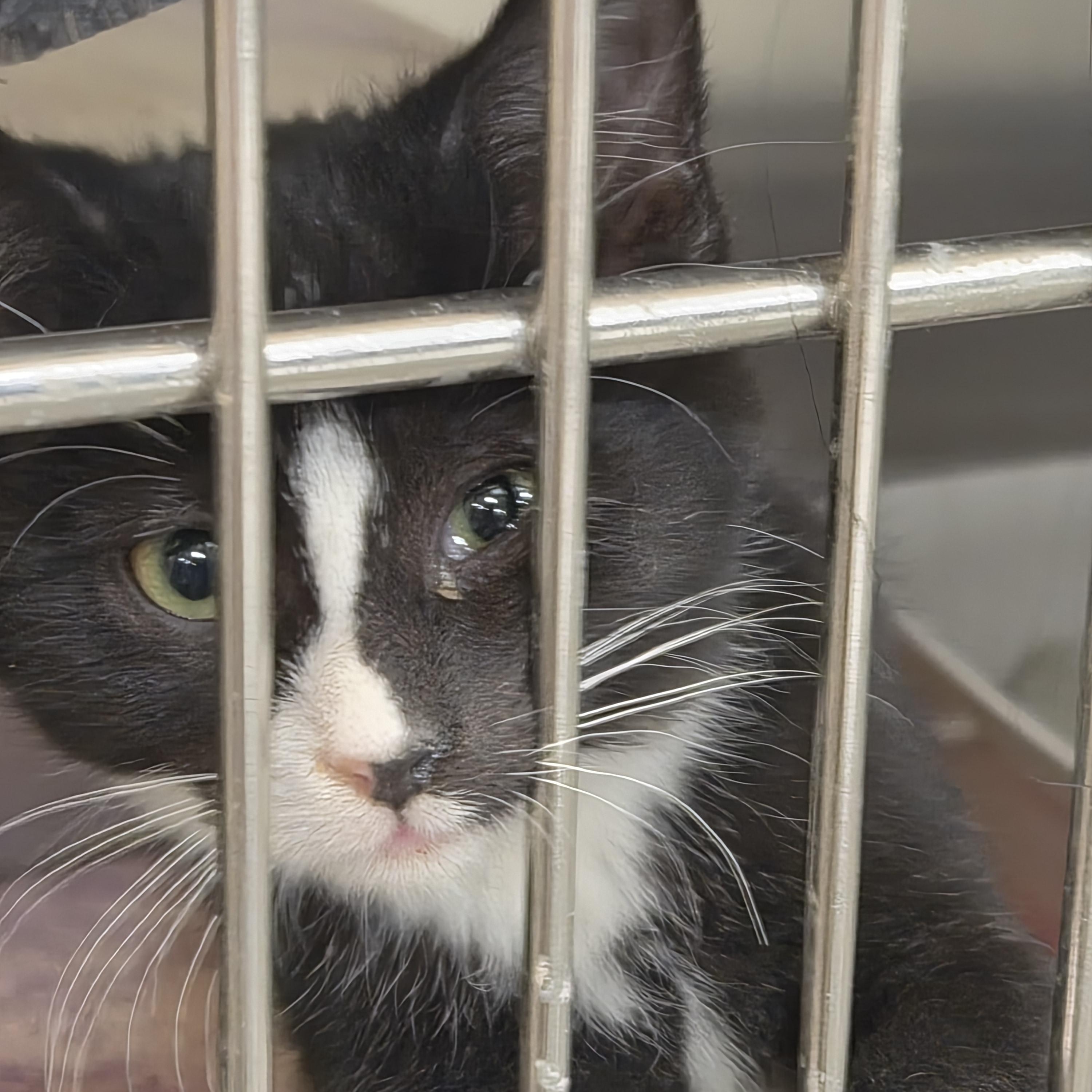 Evie, ADOPTABLE, Kitten Female Domestic Short Hair.