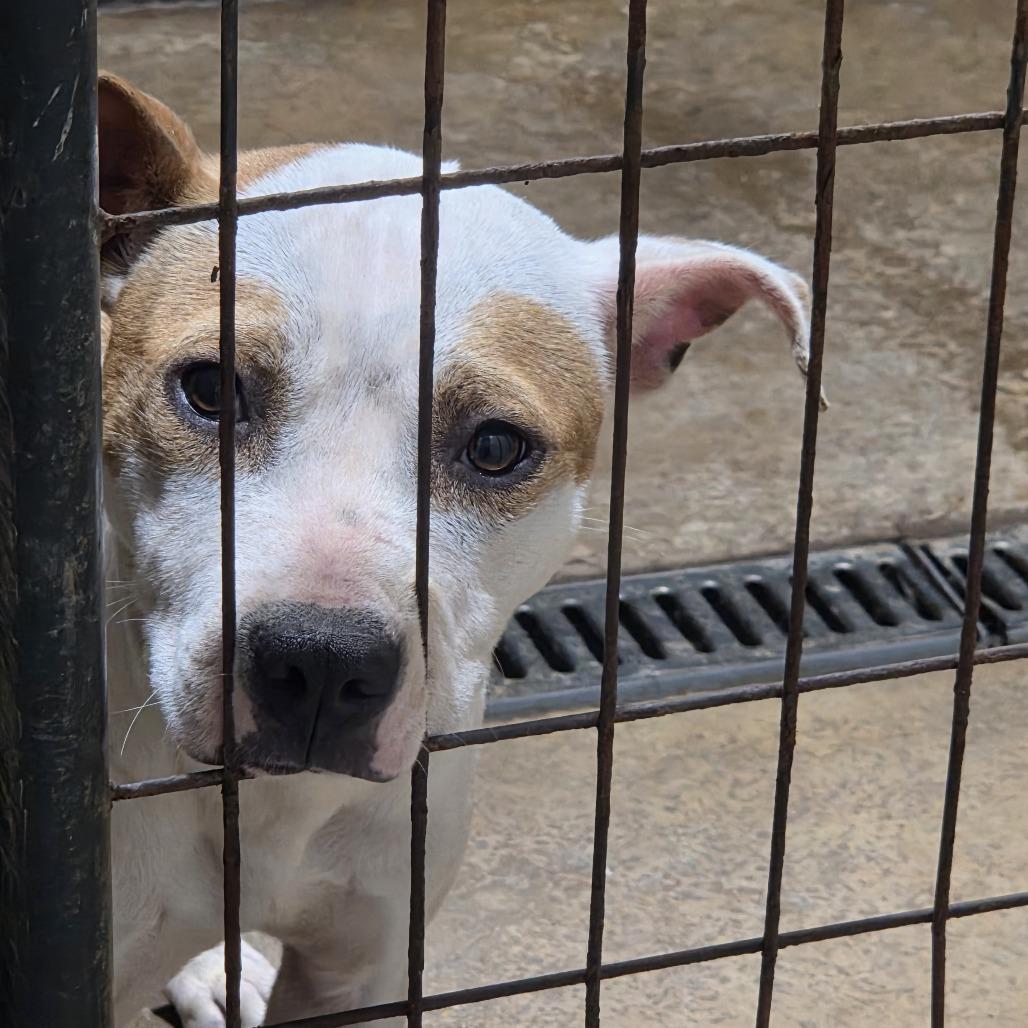 Barracuda, Adoptable, Young Male American Staffordshire Terrier.