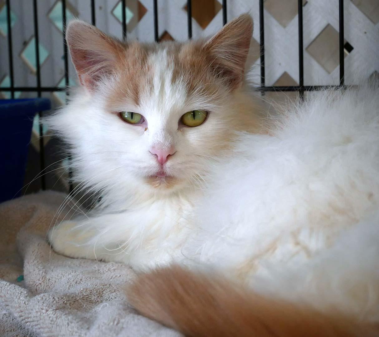 Apricotdo, a ADOPTABLE mixed breed in Bloomingdale, NJ image 1/4