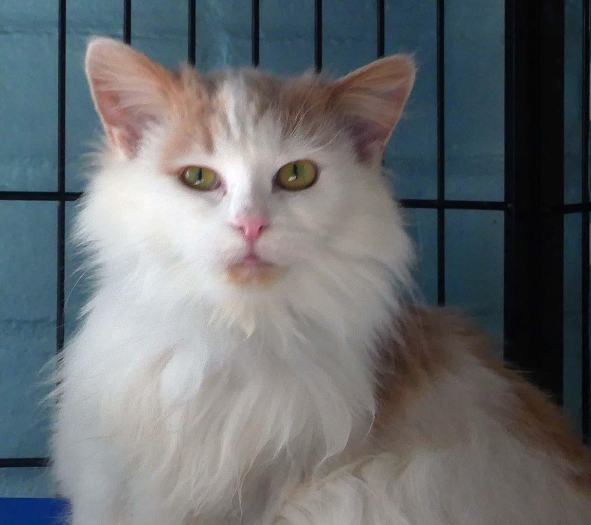 Apricotdo, a ADOPTABLE mixed breed in Bloomingdale, NJ image 3/4