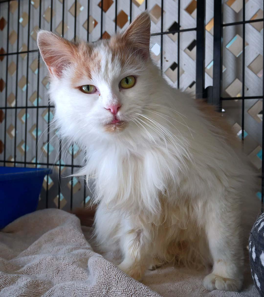 Apricotdo, a ADOPTABLE mixed breed in Bloomingdale, NJ image 4/4