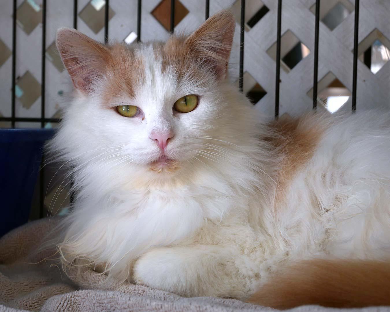 Apricotdo, a ADOPTABLE mixed breed in Bloomingdale, NJ image 2/4