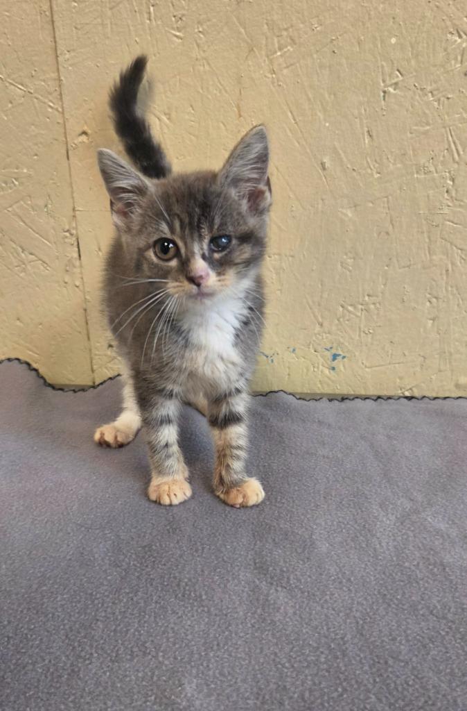 Calypso, Adoptable, Kitten Female Domestic Medium Hair.