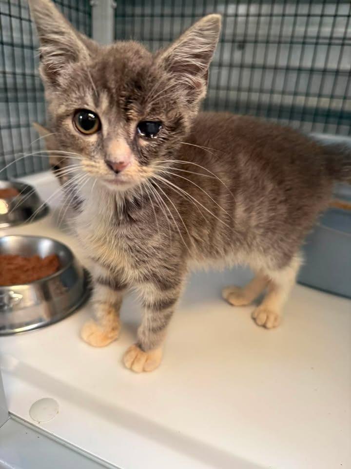 Enlarge Calypso, a Adoptable mixed breed in Shelbyville, TN image 2/6