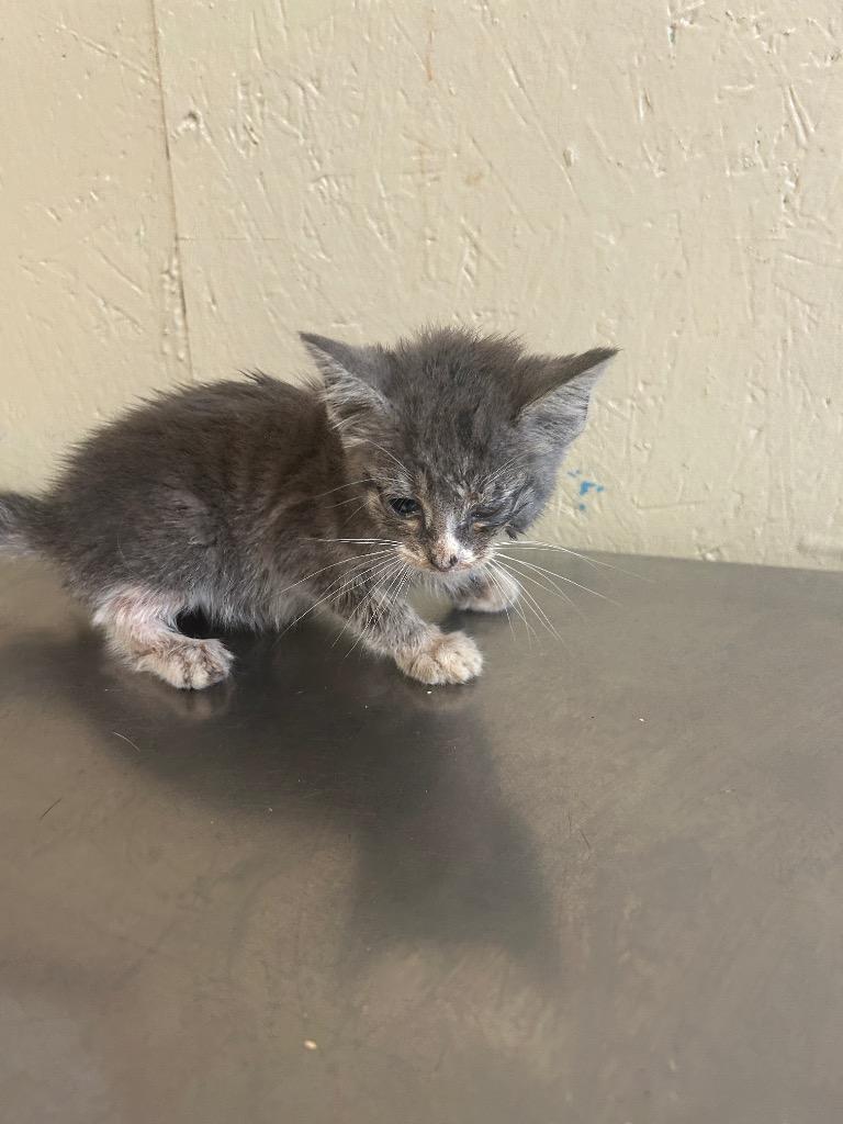Enlarge Calypso, a Adoptable mixed breed in Shelbyville, TN image 4/6