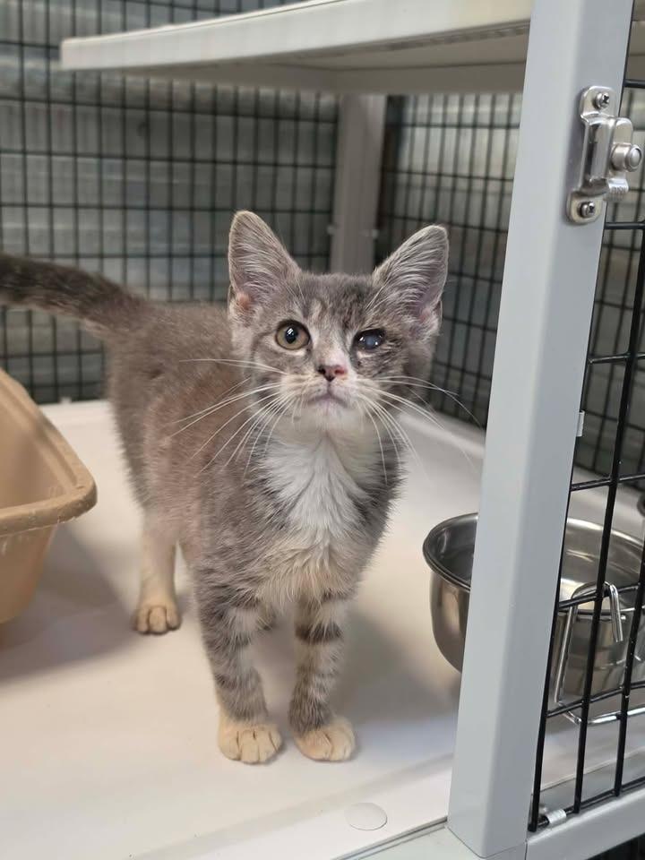 Enlarge Calypso, a Adoptable mixed breed in Shelbyville, TN image 5/6
