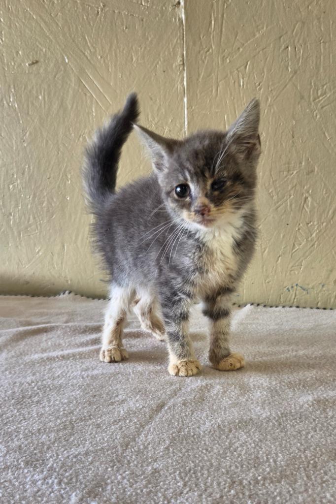 Enlarge Calypso, a Adoptable mixed breed in Shelbyville, TN image 6/6