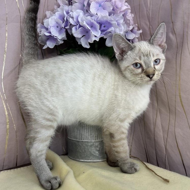 Enlarge Holly, an adopted Siamese in Brattleboro, VT image 2/6