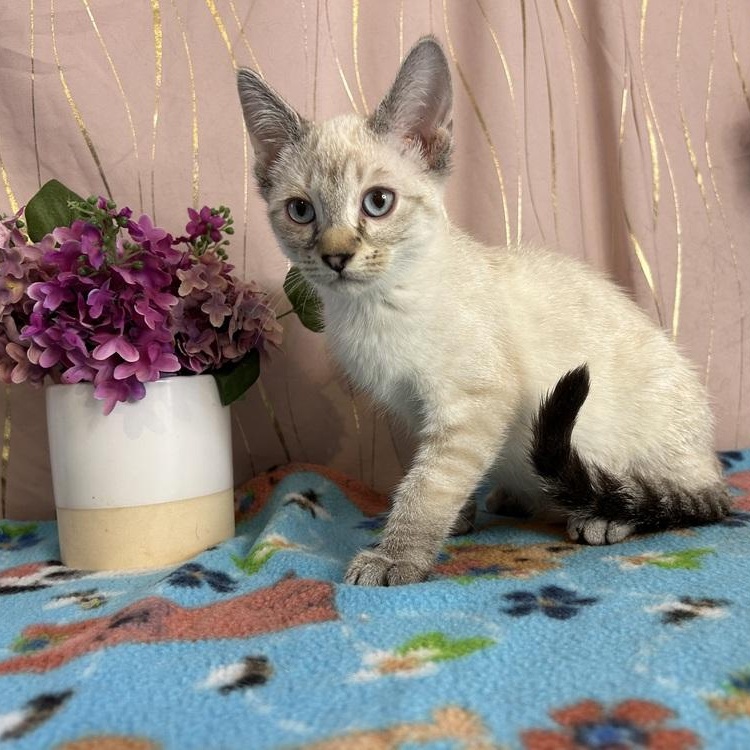 Enlarge Holly, an adopted Siamese in Brattleboro, VT image 3/6