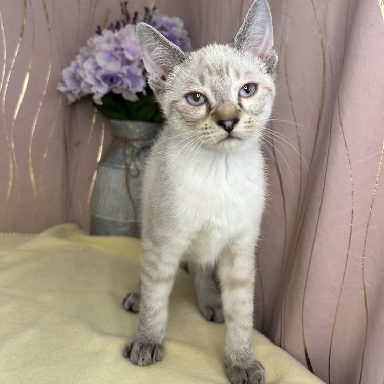 Enlarge Holly, an adopted Siamese in Brattleboro, VT image 6/6