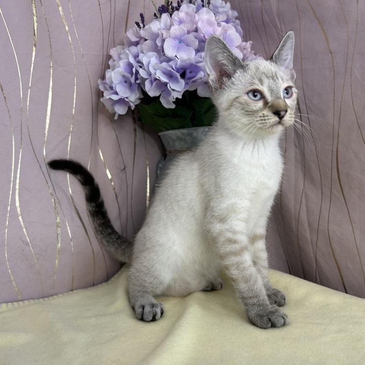 Enlarge Holly, an adopted Siamese in Brattleboro, VT image 5/6