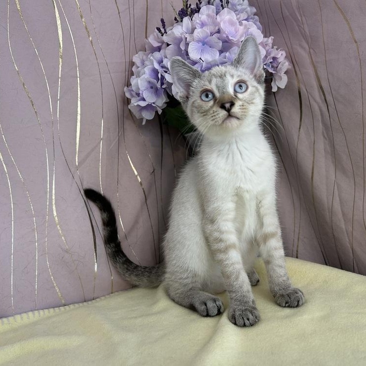 Enlarge Holly, an adopted Siamese in Brattleboro, VT image 1/6