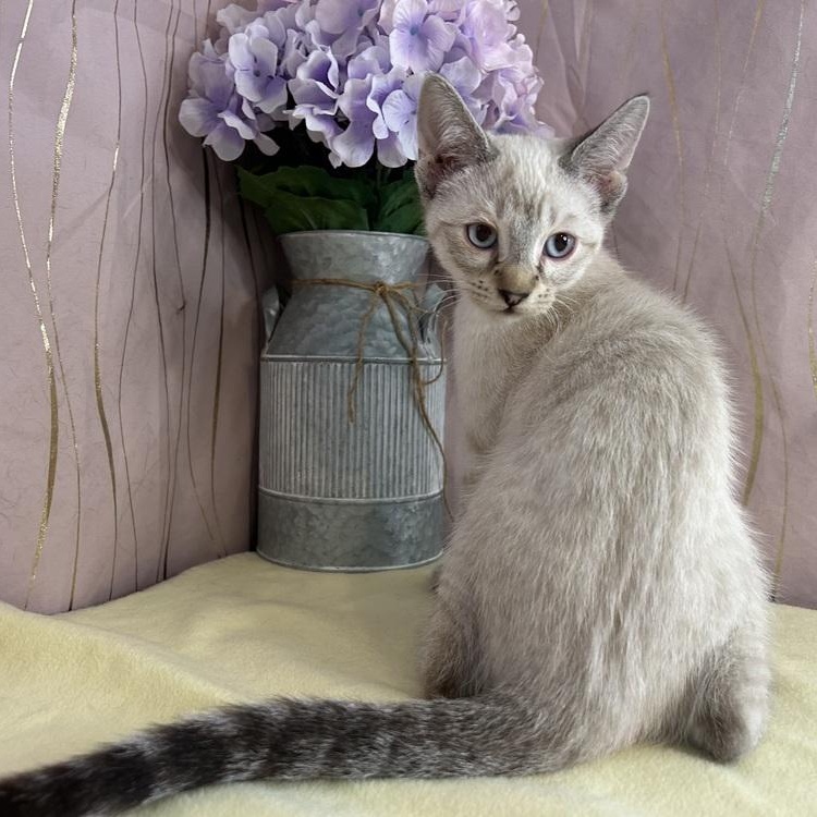 Enlarge Holly, an adopted Siamese in Brattleboro, VT image 4/6