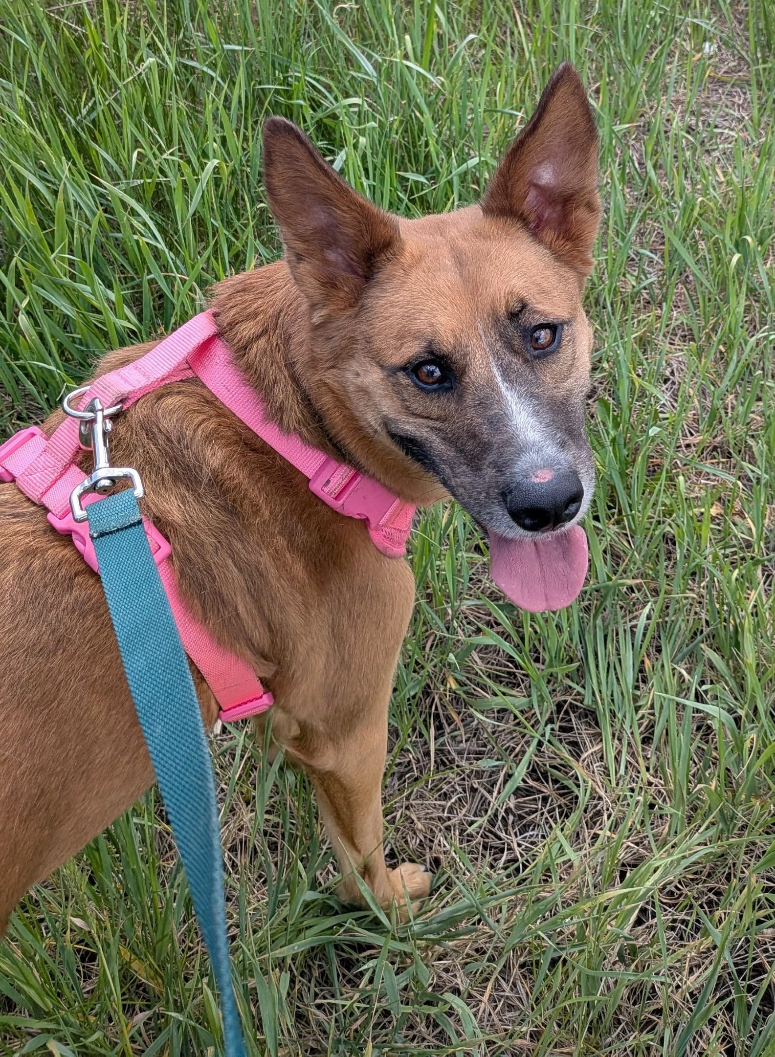 Ann Chovy, adopted, Adult Female Australian Cattle Dog / Blue Heeler.